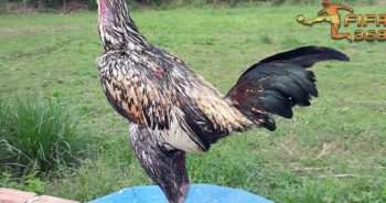 ไก่ชนพม่า