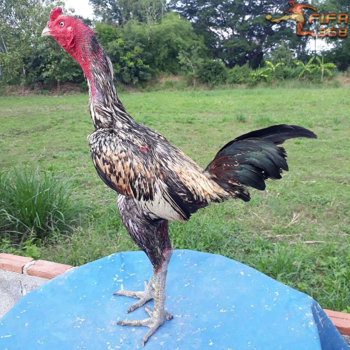 ไก่ชนพม่า