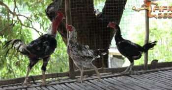 ไก่ป่าก๋อย - ไก่ชนเก่ง